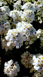 Close-up of white cherry blossom tree