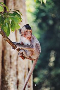 Portrait of monkey on tree branch