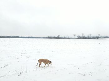 Horse on landscape