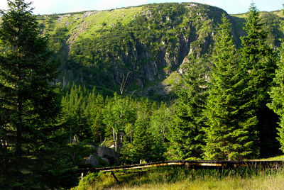 Scenic view of forest
