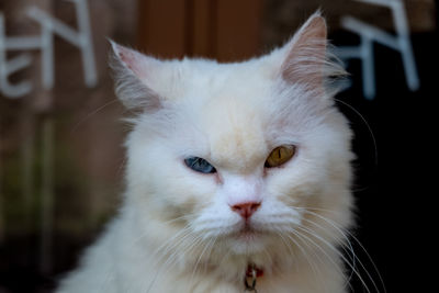 Close-up portrait of white cat at home