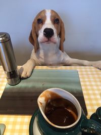 Portrait of dog rearing up at dining table