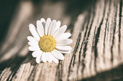 Close-up of daisy flower