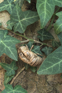 High angle view of insect on leaves