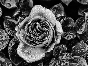 Close-up of wet rose