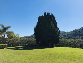 Trees on field against clear sky