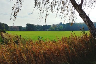 Scenic view of field against sky