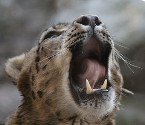 Tired snow leopard 