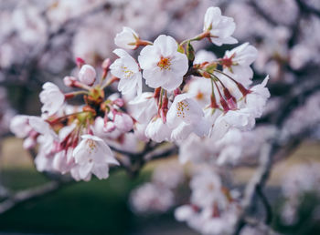 Close-up of cherry blossoms