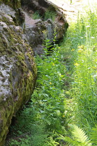 Close-up of plants