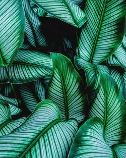 Full frame shot of palm leaves