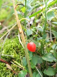 Close-up of red berries growing on tree