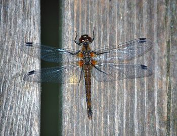 Close-up of spider on wood