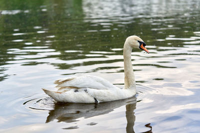 Swan floating on lake