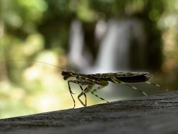 Close-up of insect on leaf against blurred background