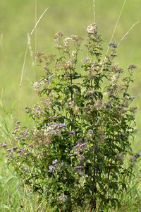 Close-up of plants