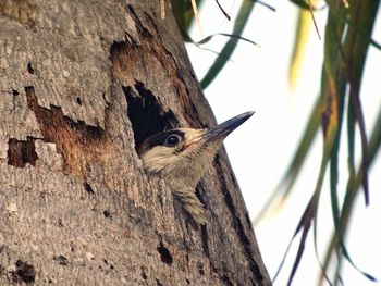 Low angle view of woodpecker on tree trunk