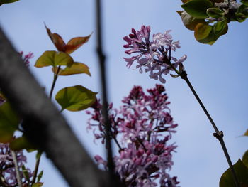 Low angle view of pink cherry blossoms