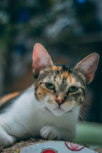 Close-up portrait of cat