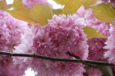 Close-up of pink flowers blooming on tree