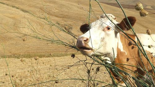 Close-up of cow on field