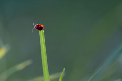 Close-up of ladybug on plant