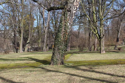 Trees in park against sky