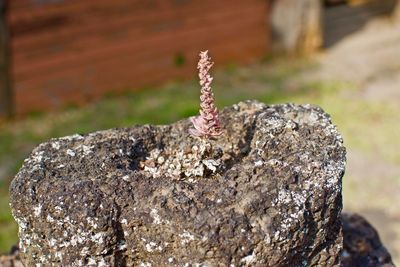 Close-up of cross on rock