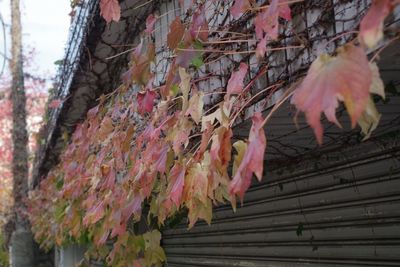 Low angle view of pink hanging on building against sky