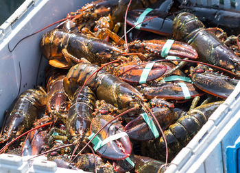 A bin full of just caught lobsters in a fishing boat off of the coast of maine.