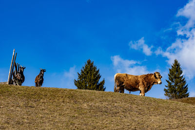 View of a horse on field