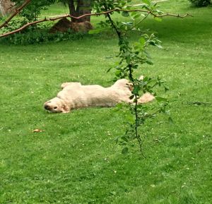 Rabbit on grassy field