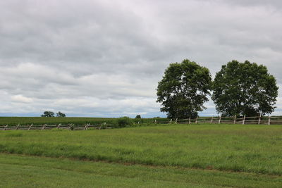 Trees on field against sky