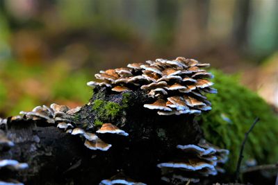 Close-up of mushroom growing on tree trunk