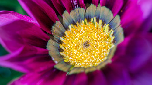 Close-up of pink flower