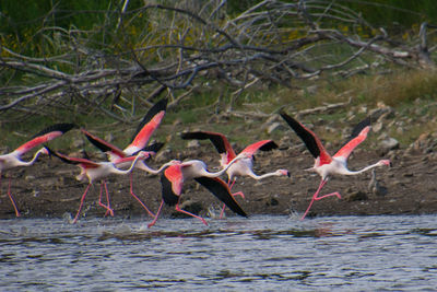 Birds flying over lake