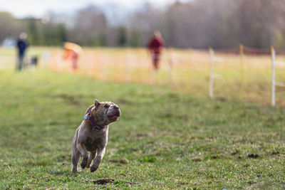 Dog running on field