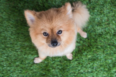 High angle portrait of a dog on field