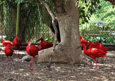 View of birds perching on field