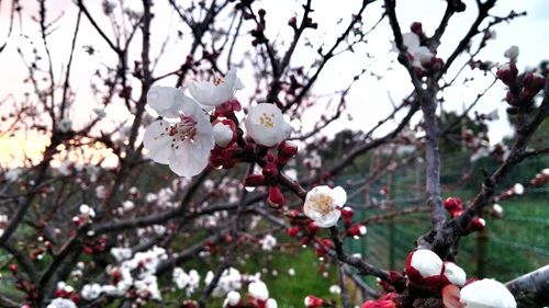 Close-up of cherry blossoms in spring