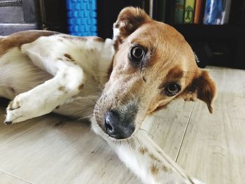 Close-up portrait of dog lying on floor at home