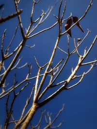 Low angle view of flower tree against clear blue sky