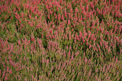 High angle view of pink flowering plants on field