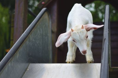 Close-up of kid goat on slide