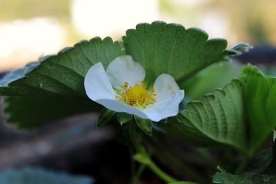 Close-up of flowering plant