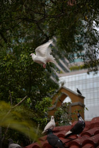 Bird flying against trees
