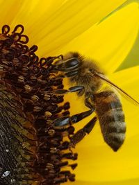 Close-up of bee pollinating on sunflower