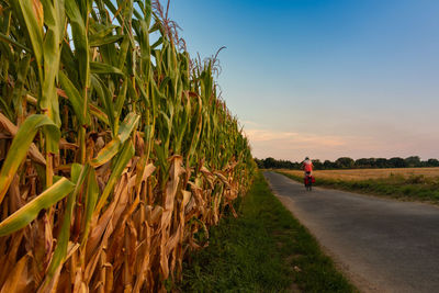 Road amidst agricultural field against sky