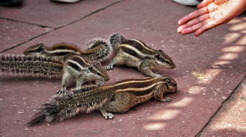 Full frame shot of human hand feeding squirrels