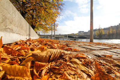 Close-up of dry autumn leaves in park against sky